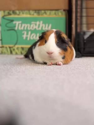 So cute!!!🥰🥰🥰#guineapig #pet #cute #cutepet #eating #pettraining #PetsOfTikTok #fyp #eatfreshrefresh 