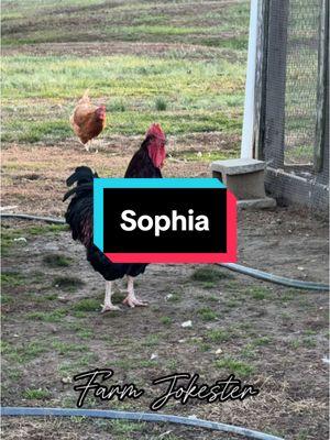 Sophia, Oh Sophia!, Soopphhiiaaaaa! #humor #laugh #chickens #hen #hens #rooster #roosters #roostersofinstagram #nameyellingchicken #namescreamingchicken #chickensofinstagram #backyardchickens #farmjokester #michaelsalerno