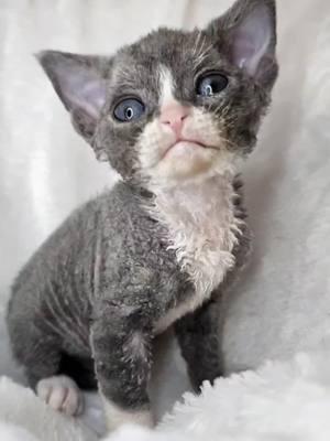 devon rex #devonrex #devonrexkittens #devonrexcat #cat #gato #cats #gatos #kittens #kitten #kittensoftiktok 