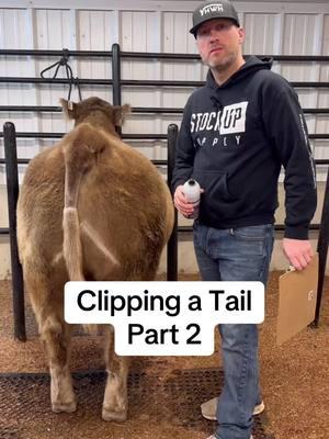 Clipping a tail part 2 #livestock #livestockshow #cattle #cattleshow #showcattle #ffa #4h #heifer #heifershow #steer #steershow #clippingcattle #showsteer #showheifer 