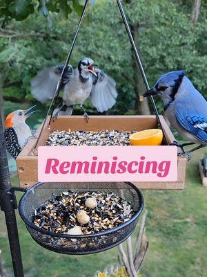 Reminiscing through some of my favorite moments I've shared on here. Just in case, follow me on Insta, YT, and FB 💙🐦 #birds #birbs #backyardbirds #birdfeeder #birdnerd #birdcam #nature #relaxing #asmr #foryourcat #fyp 