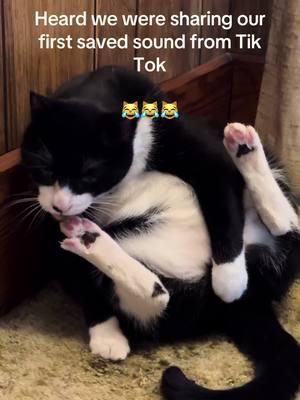 😹😹😹 #myfirsttiktok #catsoftiktok #thicboi #damnboy 