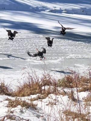 Domestic greylag x domestic swan goose flying with canadas, this video is not the best but with the ban I cant wait for a better one, but he and his brother have flown with the flocks and done huge circles way up above the pond.  #geese #goose #geeseofinstagram #duck #ducks #ducksofinstagram #graylaggeese #domesticgeese #domesticduck #pilgrimgoose #toulousegoose #embdengoose #greylag #quilllakegoose #piedbaldcanadagoose #hybridgoose #hybridgeese #canadagoose #millpond #northcarolina #mallard #mallardduck #mallardducks #canadageese #waterfowl #ringneckduck #bandedducks #bandedduck #americanblackduck #goosebehavior