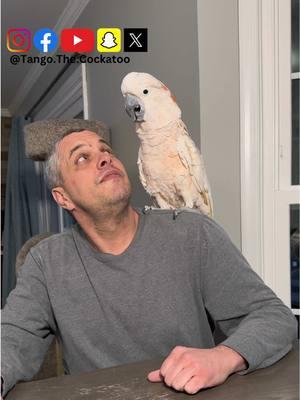 Tango says to click the link in our bio for all of our other platforms! We love you guys! #foryoupage #tiktokban #tangothecockatoo #comedy #socialmedias #funnyanimals #petlover #parrotsoftiktok #bird #angrybirds #cockatoo #tango #screamingbirds #crazyparrot #birdsoftiktok #instagramreels #viral #fypシ #fyp 