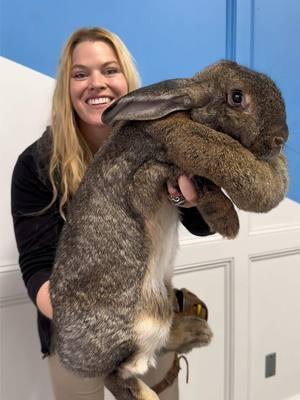 A gentle giant! #rabbit #bunny #flemishgiant #flemish #bunnies #bunnylove #bunnytok 