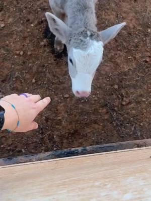 Pretty little heifer! #calvingseason #ranching #feedingcows #grayandwhite #baldface #fyp 