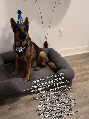 Happy 15th Birthday to our boy Rex #germanshepherd #gsd #k9 #mwd #militaryworkingdog #dog #dogsoftiktok #fyp 