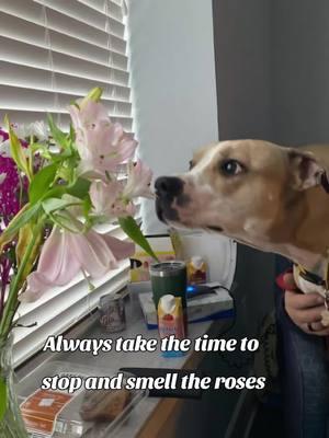 #ShelbyProductions #ShelbyDaPooch #shelby_da_pooch #smelltheroses #TransformersVoices #screammovie #flower #pittylove #AmStaffie #friends 