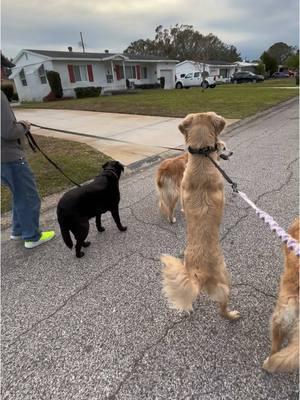 Squirrel watching #walkies #squirrel #standing 