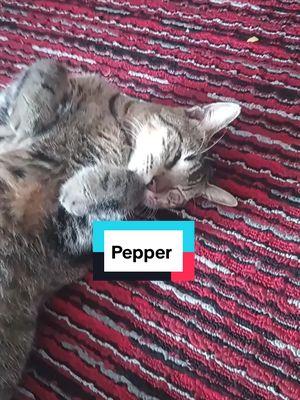 #miaw #gatos #cat #catsoftiktok #pepper 