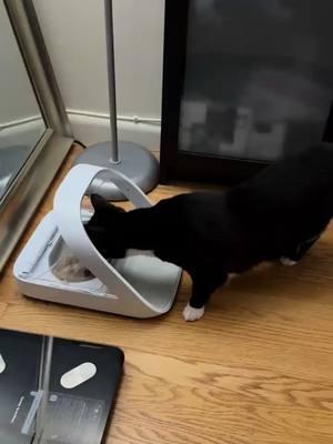 So now we have the microchip pet feeder- the thing only opens for Rita, and Squeakimus Chonkimus Belluvius Maximus can no longer steal her food.  Glory glory hallelujah. #squeakyjoe@Taylor and Rita #catlover #catsfyp #catloversoftiktok #cat #catsoftiktok 