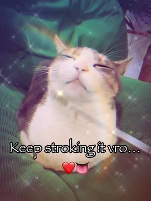 Keep stroking it vro... ❤️👅 #cat #catsoftiktok #sillycat #kitten #vro #trending #vyypilgrim72 #fyp #fyppppppppppppppppppppppp 