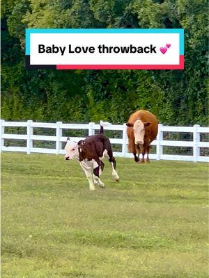 nothing like a new trend to take us down memory lane! love looking back at when Love was just a baby 🥹 #cowsoftiktok #grasspuppy #thegentlebarn #tennessee #trends #babycow 