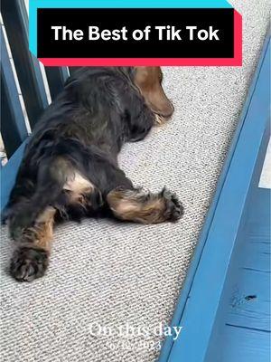 Best of tik tok… how it all started…well how it all started once CAPONE  entered our hearts! 🐾❤️🐾#dachshundsoftiktok #dachshunds #dogsofttiktok #sausagedog #dackel #dachshund #slider 