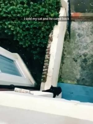 Black cat activities #cat #catsoftiktok #pet #PetsOfTikTok #funnycat #funnypets #funnyanimals #catlover #blackcat #blackcatsoftiktok #fyp 