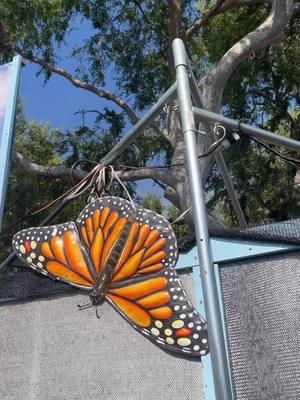 Come with us to see the butterflies 🦋 at the oc fair! #Vlog #orangecounty #ocfair #butterfly #butterflygarden 