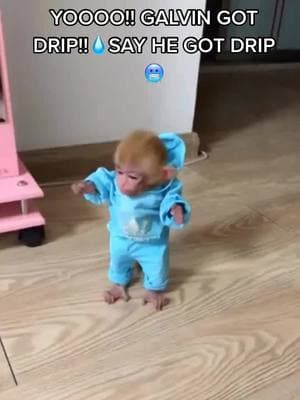 #funeemonkeegif #monkeymemes #galvinthemonkey #monkeygif #uhohstinky #galvinthemonkey #fyp #galvin #justajoke #fy #drip