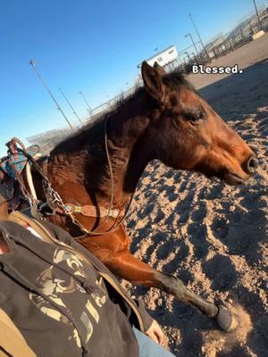 Good horses ❤️ #goodhorses #blessed #quarterhorse #thoroughbred #secretariat #mare #gelding #horsetok #fyp #pony 