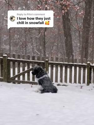 Replying to @Piña whenever it’s snowing, you can find Odin right here 😊 #newfoundlanddog #newfie #snowdog #snowfall #winterdog 