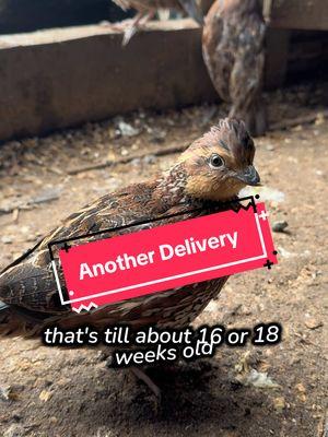 #quail #retokfornature #poultry #eggs #2025 #delivery #georgia #fypシ 