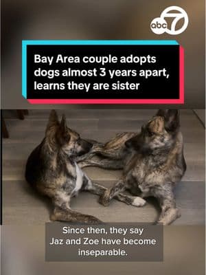 Amanda and Daniel of Santa Clara adopted dogs Jazz and Zoey, who are almost three years apart, and recently learned that the two are siblings. They quickly became inseparable. #dog  #pet #family #bayarea #abc7news 