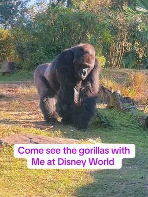 #disney #disneyworld #animalkingdom #magickingdom #hollywoodstudios #epcot #disneyparks #disneytips #disneycontent #disneycontentcreator #distok #disneymom #awishisadream #disneymyway #disneyvacation #DisneyMagic #MagicalMemories #DisneyAdventures #DreamsComeTrue #HappiestPlaceOnEarth #MagicKingdom #DisneyMagicMoments #DisneyFamilyFun #DisneyWorldWonders #EpcotExplorers #MagicOfDisney 