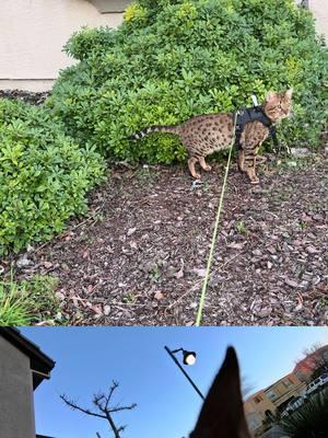 My cat on a bird-hunting adventure, captured in action with the Insta360 Go 3S! 🐾🎥 #CatAdventures #BirdWatcher #Insta360 @insta360_official #dickeykot #zaychikthesavannah #cat #insta360go3s #insta360petcam 