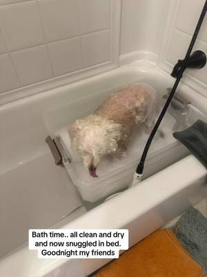 #maple #pinky#bathtime#schnoodle#chihuahuastiktok #bekindtoallanimals#schnoodlelife #chihuahualove #rescuedogs#loveddogd#whitedogs#cutedogs#preciousdogs