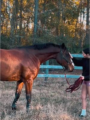 Its that time… #breakingbabies #coltstarting #teachtotrain #homegrown #hanoverian #raconteurssh #rotspon #andric #signaturesporthorses #americanbred @Jennifer DesRoche @Jessica Stallings437  