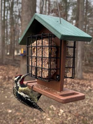 Two great suet feeder options for your birds. #suetfeeder #suet #birdfeeder #kingsyard #kingsyardbirdfeeders @kingsyard_official 