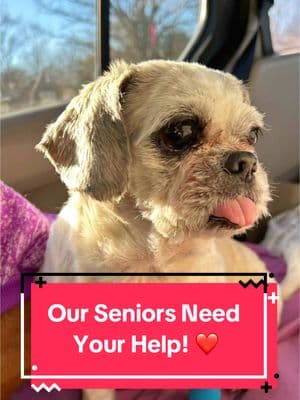 Our seniors are beyond brave and so excited to get back home to Whispering Willows! If you want to support these seniors’ healing journey today, then please head to the link in our bio and find all the ways you can donate! 🥰🐶 #rescue #dogsoftiktok #seniordog #fyp #rescuedog #seniordogsoftiktok #dogrescue #wwsds #dogtok #seniordogrescue#adoptdontshop