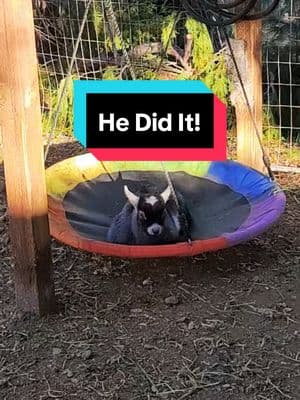 Baby Linkin moved out to the baby Buck Grow Out yard today and was determined to learn how to play on the swing like his Uncle Maxx. He did it! #goattok #2025showseason #showgoats #babygoats #babypygmygoats #pygmygoats #pygmygoatsoftiktok #lifeofashowbuck #npga 