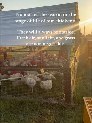 Raising poultry on pasture isn’t the easiest route, it’s hard work to manage the variables of the weather and predators. I actually have more of an understanding now as to why the industry raises poultry in climate controlled barns. But like most things that we mass  produce—quality of product and welfare of the animal, take the biggest hit. This is what it means to farm with intention: not choosing the easiest route, but choosing the route that upholds the standards that I can feel proud of.  #poultryfarming #pasturedpoultry #meatchickens #broilerchickens #oklahomafarm #farmforprofit #farmingwithintent #regenerativeagriculture 