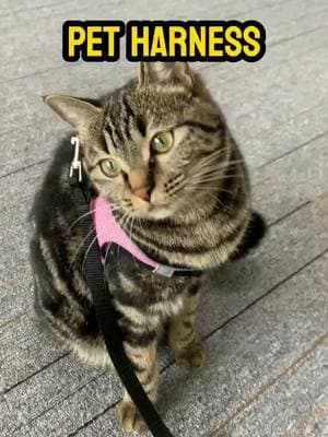 Trying a new harness 💕💕#pet #harnesstraining #cats #catlover #cattok #pet #cat #catsoftiktok #kittensoftiktok #leashtraining #cattraining #catonaleash #walkingmycat #TikTokShop #dealsforyoudays 