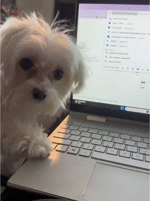 Lily has taken an antiwork stance lately. #nowork #sillylily #maltese #dogsoftiktok #fyp #dogs #pipsqueakpack #rescuedog #adopteddog #work 