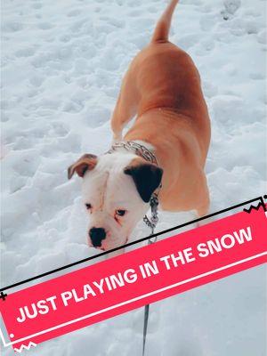 #raradinoclub #viralvideo #viraltiktok #fypシ゚viral #viral_video #snow #dog 