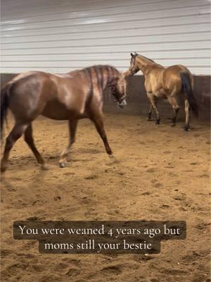 #aqha#fyp#foalsof2020#equestrain#maresoftiktok#broodmare#GlowUp