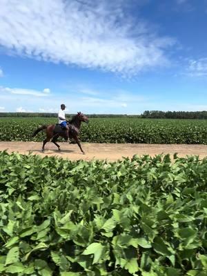 #BanksEliteStables #singlefootinghorse #BES #mississippi #rackinghorse 