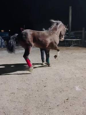 r5 caballo belico #caballostiktok #caballosviral #caballobelico #npsoftiktok #morrasbuchonas #caballosbailadores🍀🐴🍎 #concursodecaballosbailadores🐴 #cuadrahorta #viralvideo @Chika Fresa #concursodecaballosbailadores🐴 #plevadabelica👿 #vidaderancho🌽👨‍🌾🚜🐎🐄🐂 #viral?videotiktok😇😇 