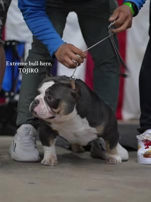 Up for stud, boys bone is nuts 🍖  #bully#BullyBreed #extremebully #microbully 