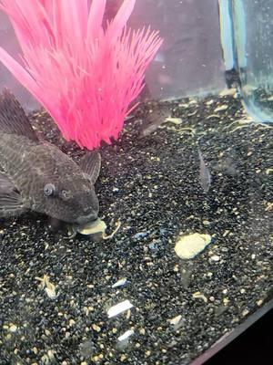 #pleco #catfish #fish #freshwater #fishkeeping #aquarium #pets #fyp #fishtok 