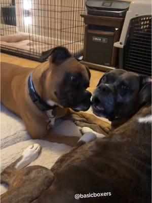 Reuben  likes to “help”  his older siblings and gets offended when they don’t appreciate it 😅 #basicboxers #tiktokban #dogsoftiktok #boxerdogsoftiktok