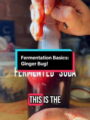 Hey #fermentationfriend ! Here’s how to make #gingerbeer (or really any kind of #fermentedsoda ) using a #gingerbug ! Similar to a sourdough starter, but for turning all your favorite juices and simple syrups into delicious fizzy drinks! This is a long one, but stick around because you’re gonna get a LOT of important information! #mushroomauntie #foraging #fermentationbasics #homemadesoda #zerowaste #nobuy2025 