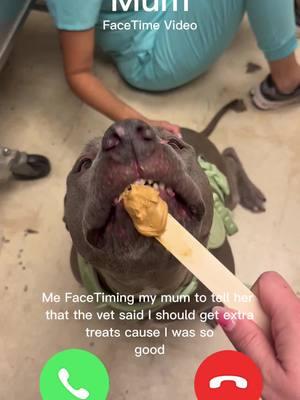 Extra treats, Dogtor’s orders! #dogtorduenas #veterinarian #vetsoftiktok #vetmed #veterinary #vettech  #vettechtok #veterinariansoftiktok #vettok #pethealth #dogteeth #peanutbutter #dogtreats #pitbullsoftiktok #fyp #foryourdog #veterinaryhumor #funnydogvideos 