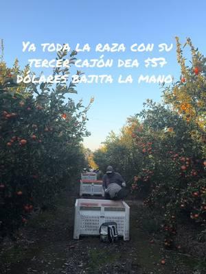 Así nomás quedó #mandarina #paratii #trabajo #california #viralvideo #asinomas #sueñoamericano 