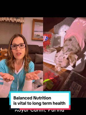 #duet with @𝐻𝒶𝓏𝑒𝓁 #chiweenie Human foods and nutritionally complete diets: how much is too much? #dogfood #veterinarians #dognutrition #petfoods #balanceddiet #wsava #aafco #sciencediet #iams #royalcanin 