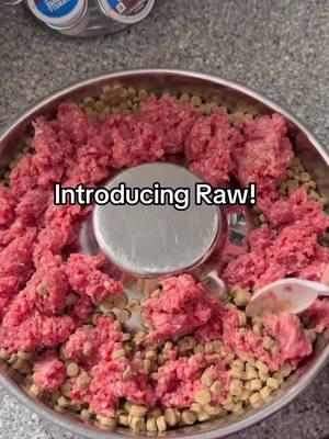 RAW FEED OR KIBBLE?? Let’s do a little of both 🤷🏽‍♂️  #feedingpuppies #rawdietfordogs #healthypups #happypups 