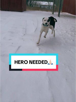 💔 Sweetie Pie Needs a Hero 💔 🌟 Adoption Fee Sponsored 🌟 I’m a 3-year-old Lab/Fox Terrier mix with a heart full of love, waiting for my forever home. My past was tough, but I believe in second chances! 🖤 Loyal & Protective 🐾 Best as an only pet or with calm dogs 💥 Needs slow introductions & no small kids Bonus: I’ve completed professional training! Ready to be my person? Apply today! #AdoptDontShop #RescueDog #SweetiePie #ForeverHomeNeeded #DogLovers #AnimalRescue #FYP #ViralForAnimals #AdoptDontShop #DonateNow #RescueTogether #TeamworkSavesLives #EveryLifeMatters #SoulmatesInFur #CompanionshipGoals #fypage #reposted #fypage #fyp 