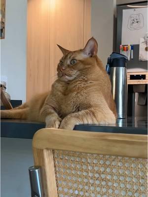 notice his self portrait on the fridge #cattok #orangecatsoftiktok #orangecatbehavior #orangecat 