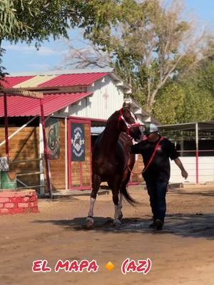 EL MAPA CUADRA LEMA 🔸🔥 (AZ) #quarterhorse #california #caballos #event #cuartodemilla #viralvideo #champion #horse 